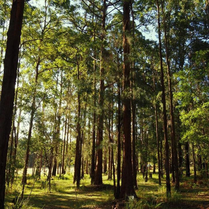Photo of Others in Koorainghat