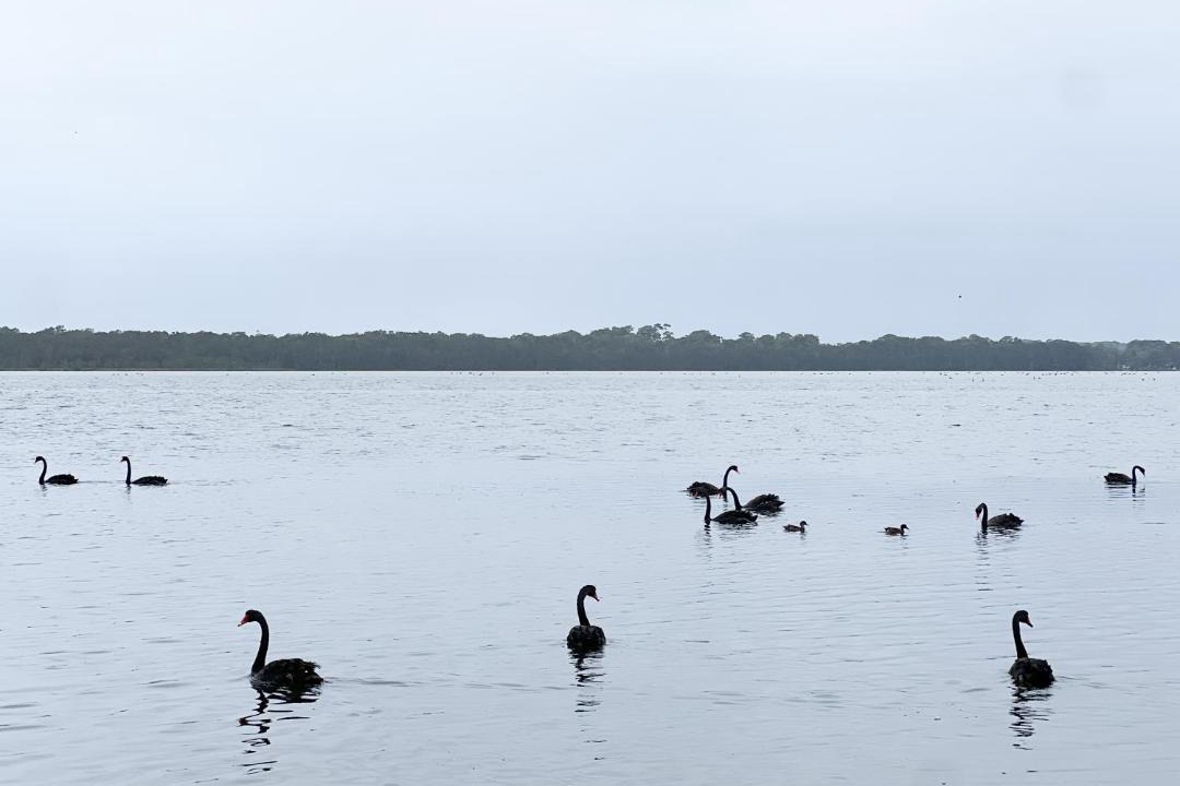 Photo of Others in Buff Point