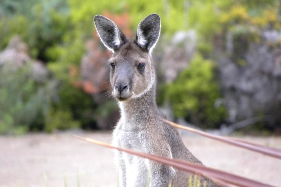 Photo of Others in Yeagarup