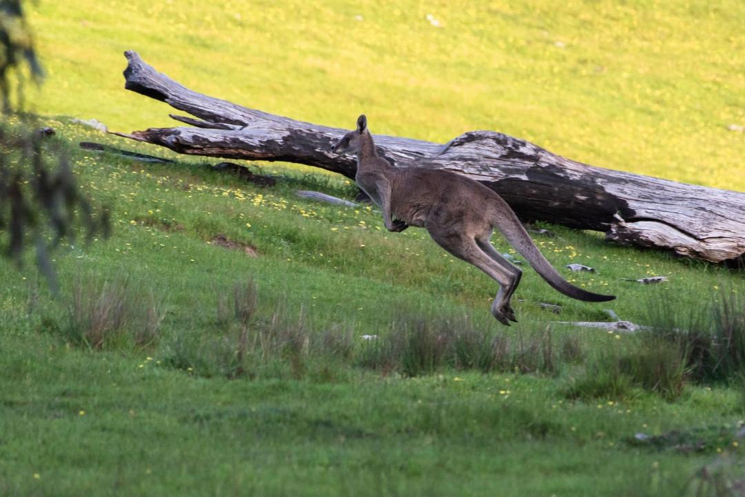 Photo of Others in Wooragee
