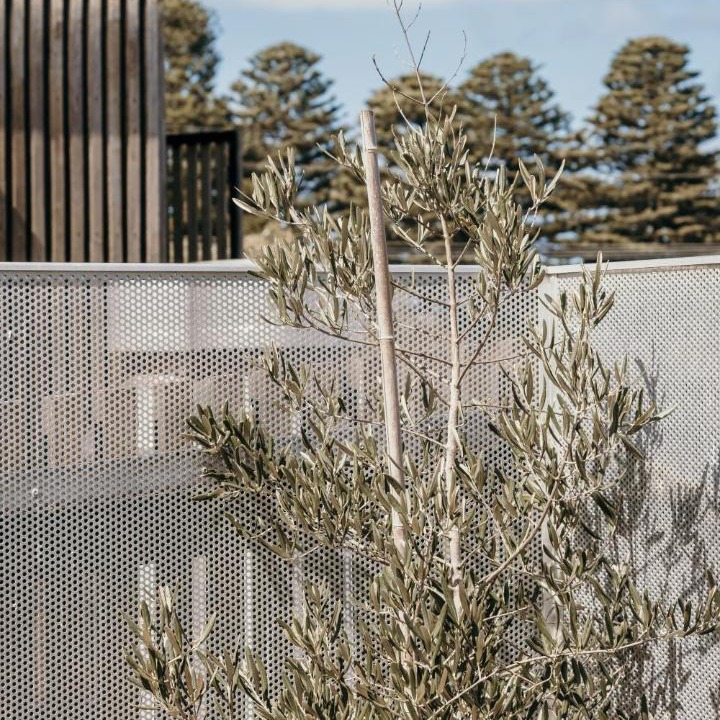 Photo of Others in Port Fairy