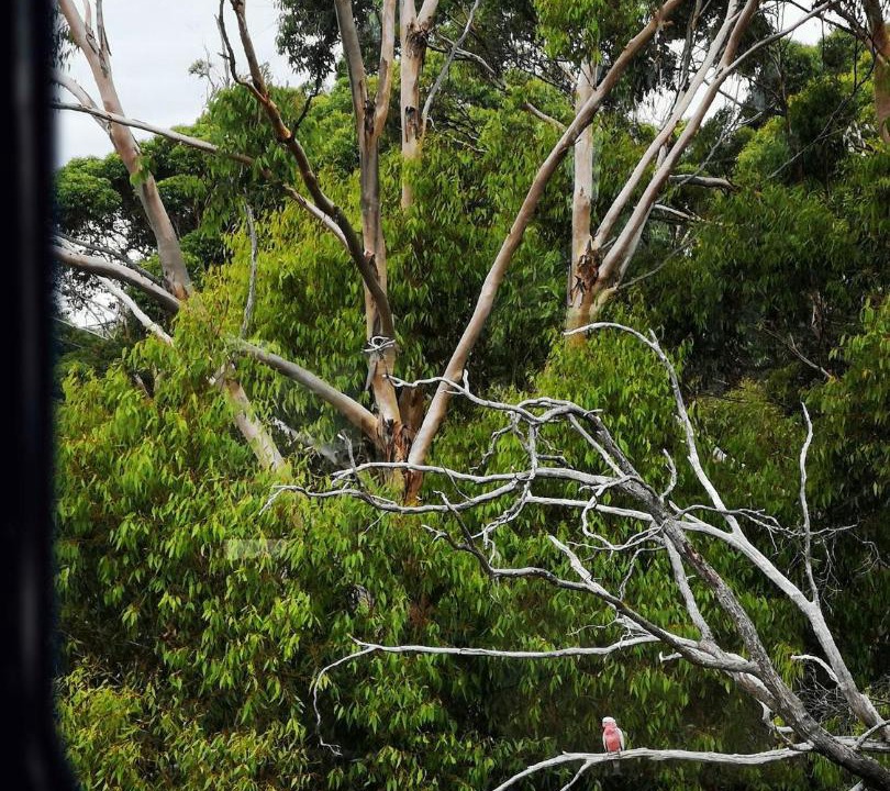 Photo of Others in Gracetown