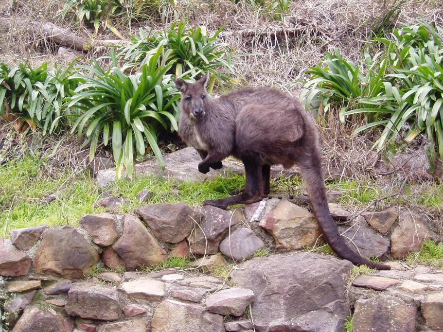 Photo of Others in Megalong Valley