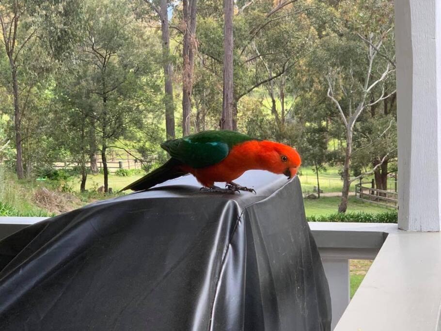 Photo of Others in Megalong Valley