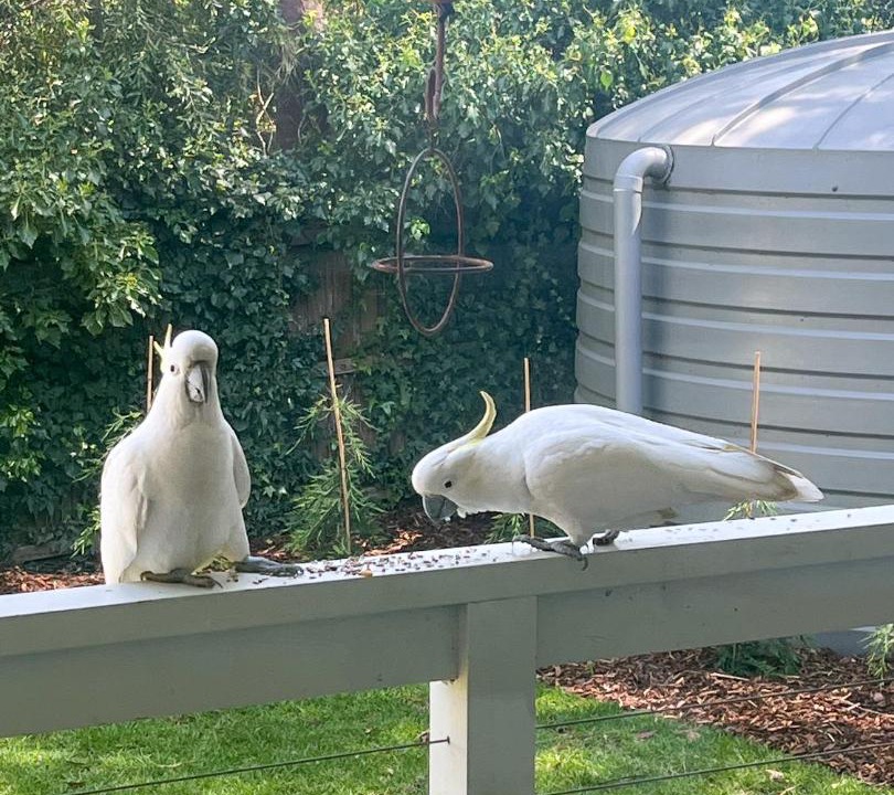 Photo of Others in Daylesford
