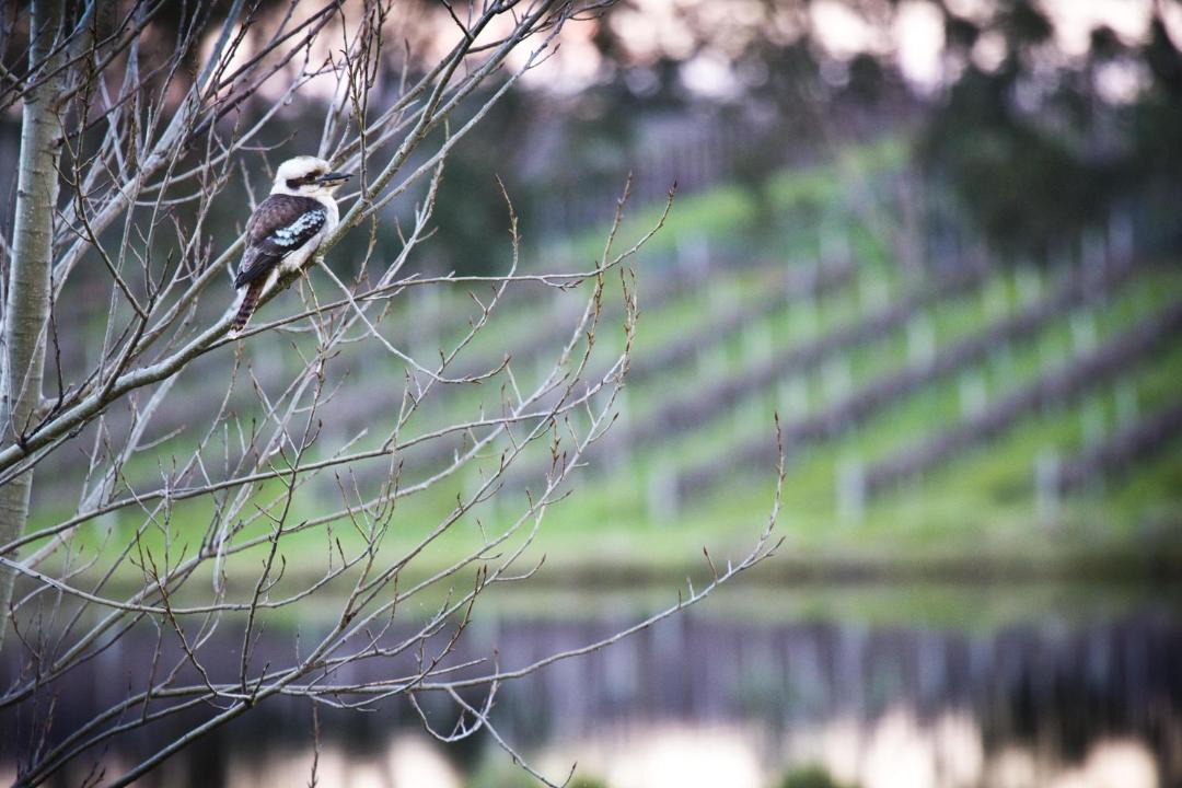 Photo of Others in Wilyabrup