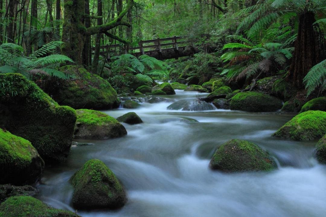 Photo of Others in Narbethong