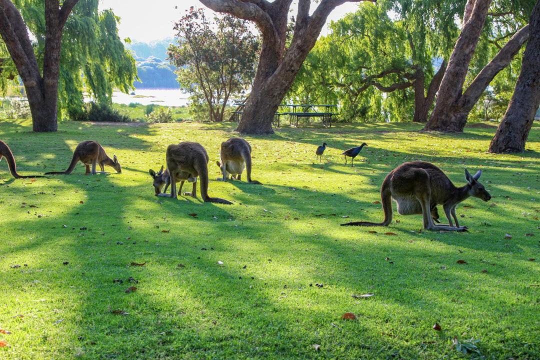 Photo of Others in Yanchep