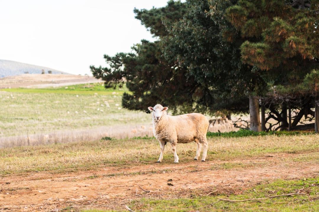 Photo of Others in Koorawatha