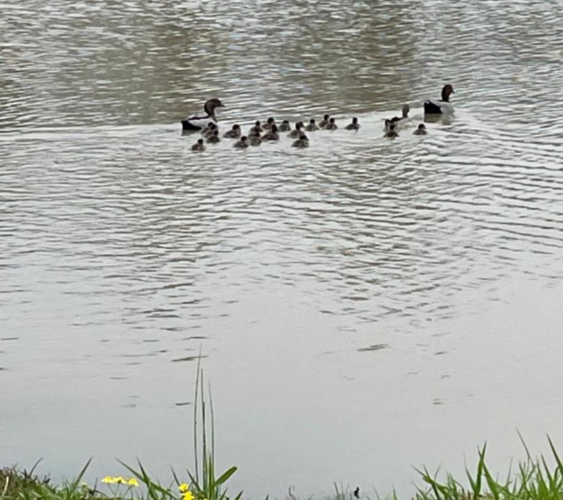 Photo of Others in Twelve Mile Creek