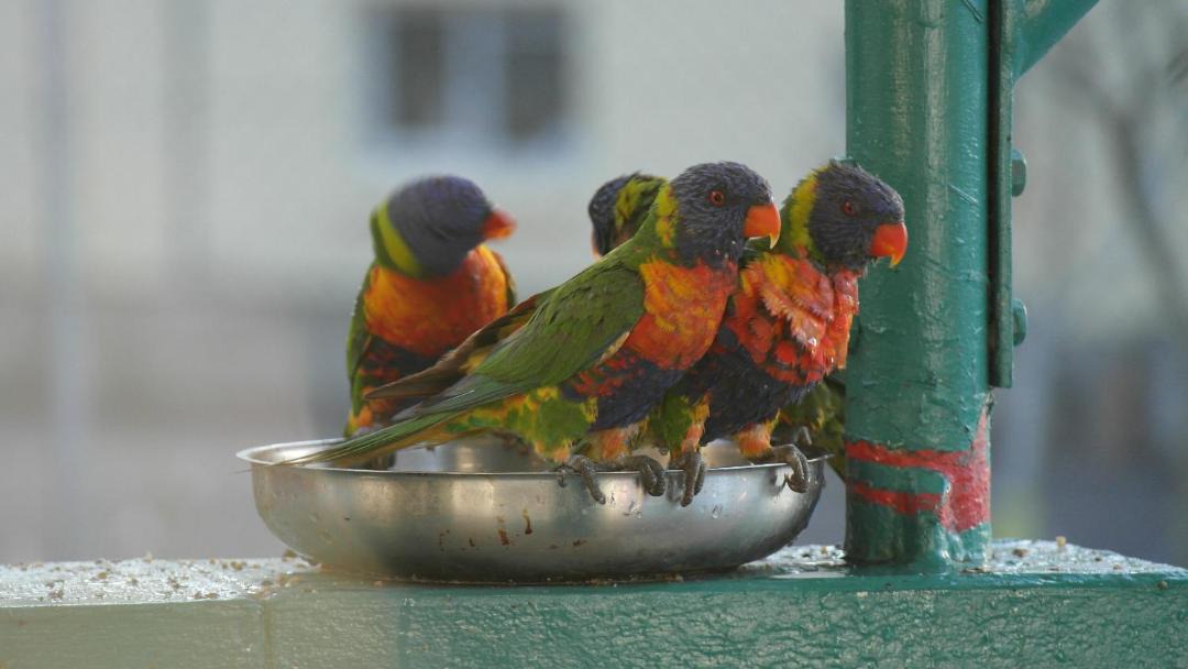 Photo of Others in Airlie Beach