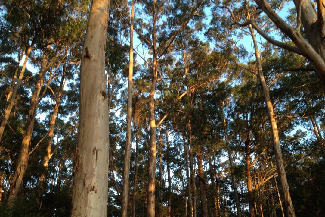 Photo of Others in Yeagarup