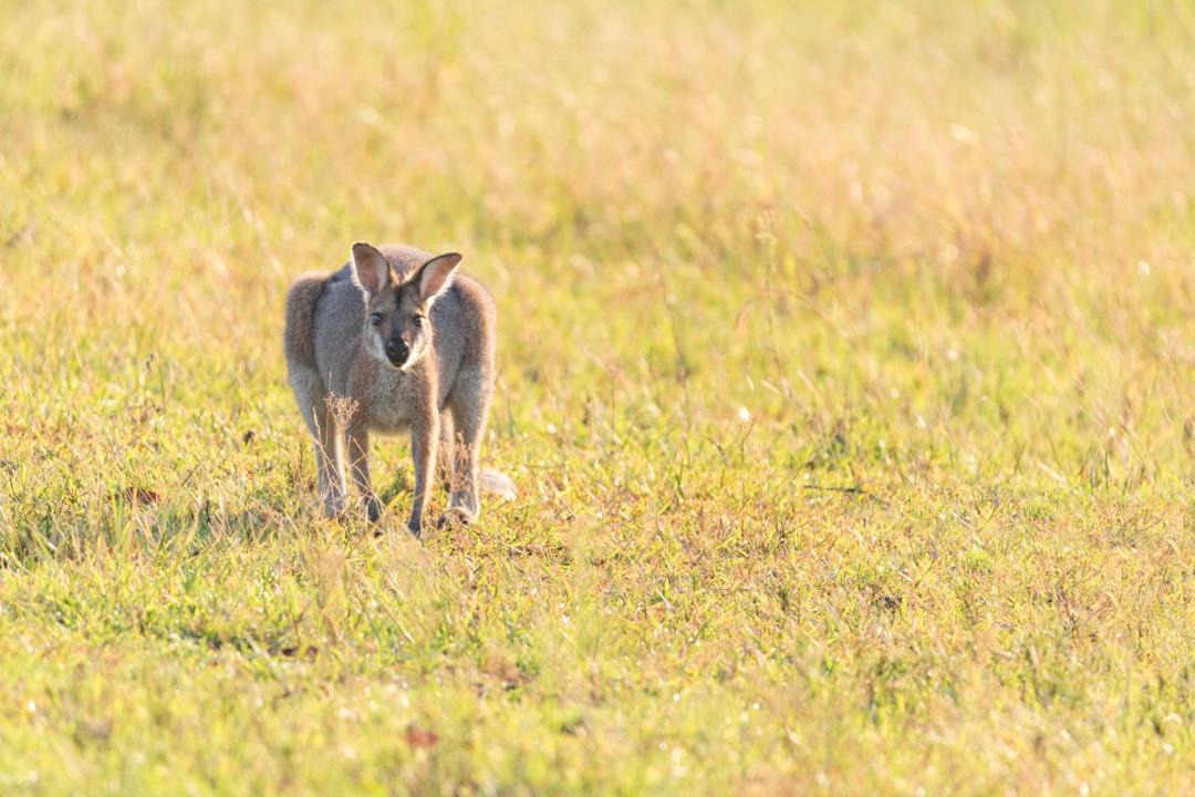 Photo of Others in Possum Brush