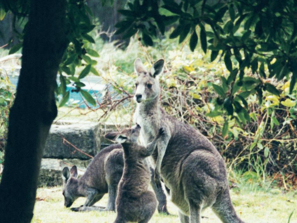 Photo of Others in Lorne