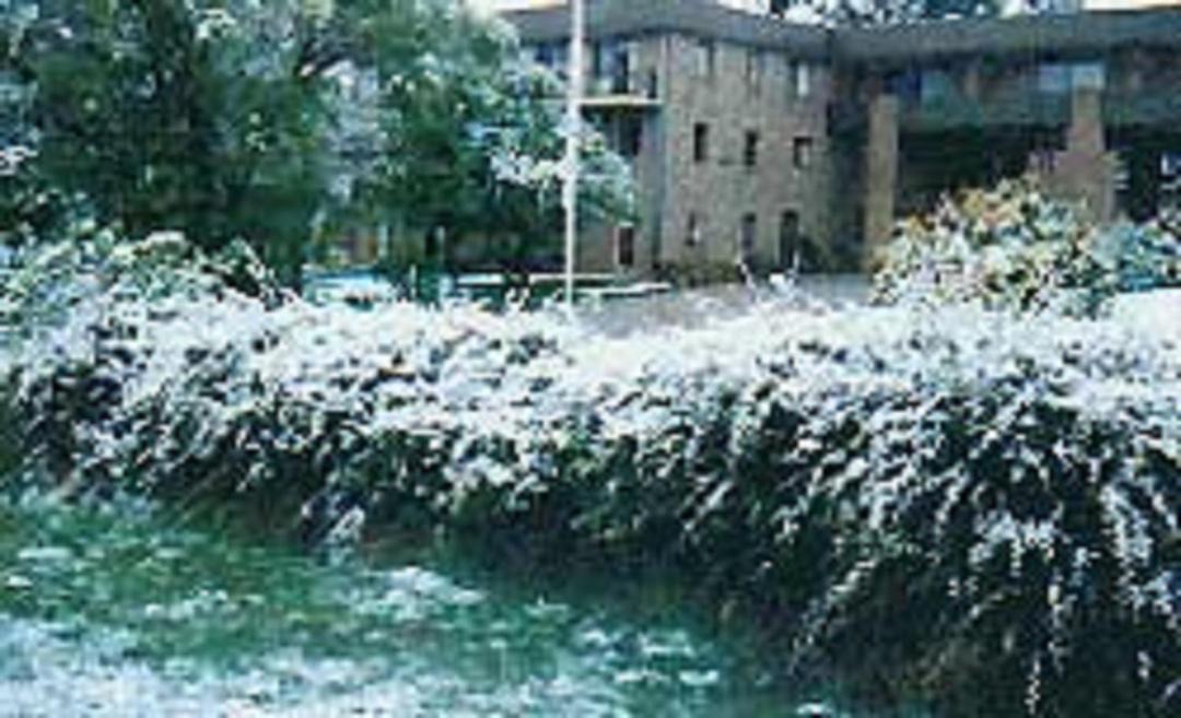 Photo of Others in Berridale