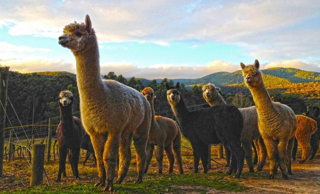Photo of Others in Healesville