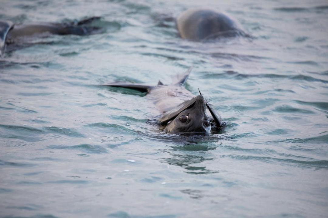 Photo of Others in Cape Bridgewater