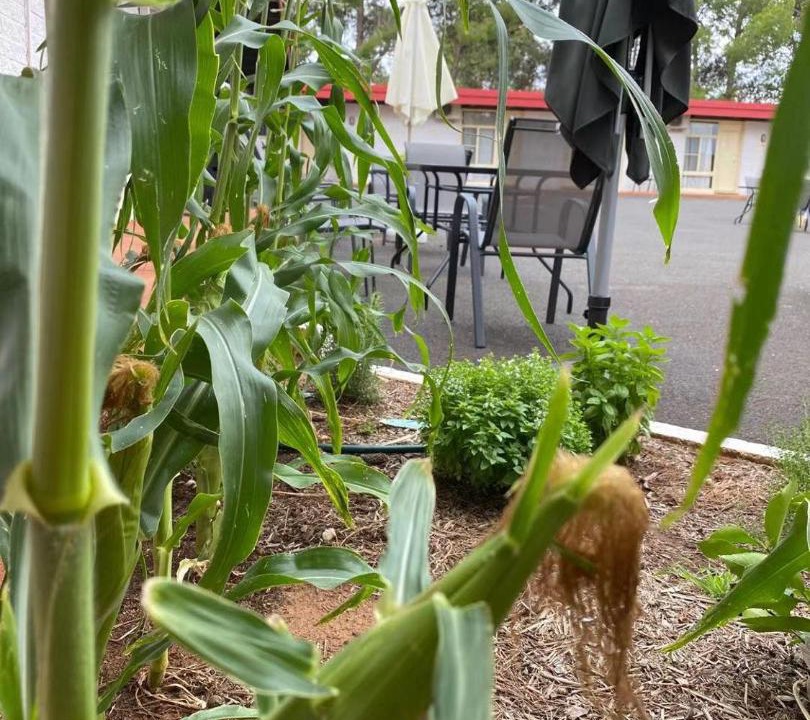 Photo of Others in Parkes