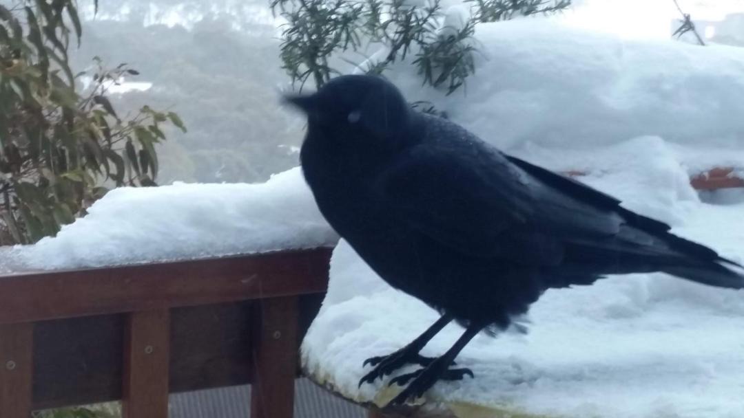 Photo of Others in Thredbo