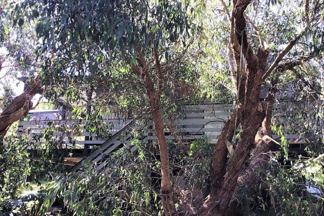Photo of Others in Waratah