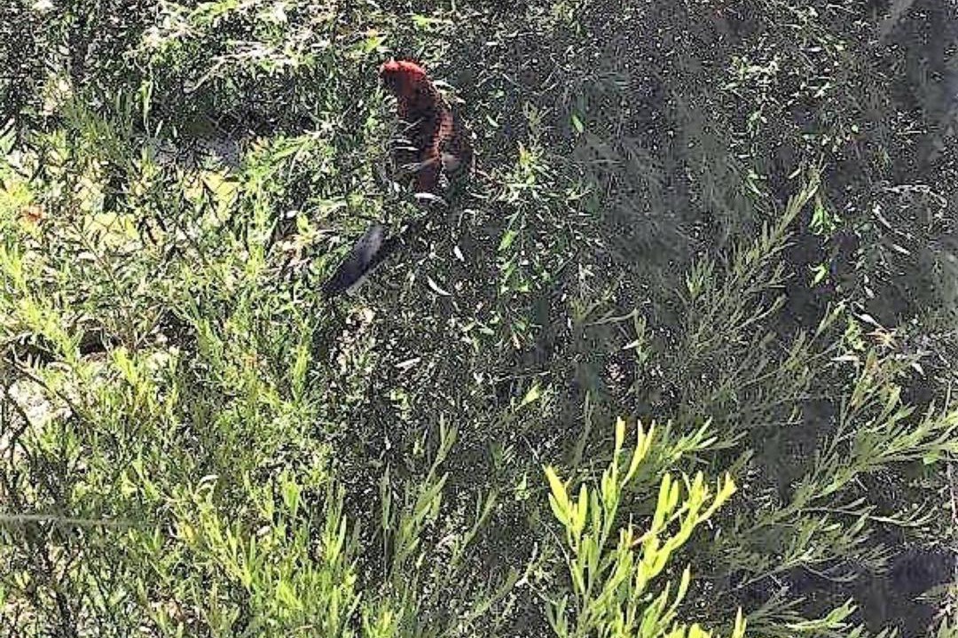 Photo of Others in Waratah