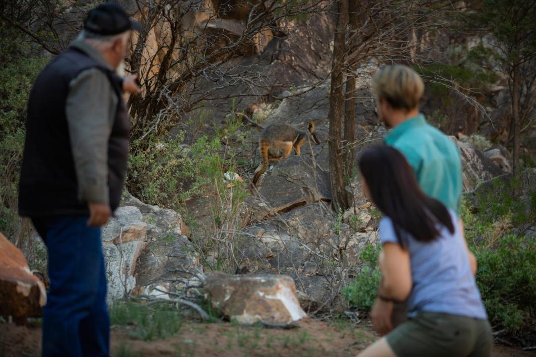 Photo of Others in Wilpena