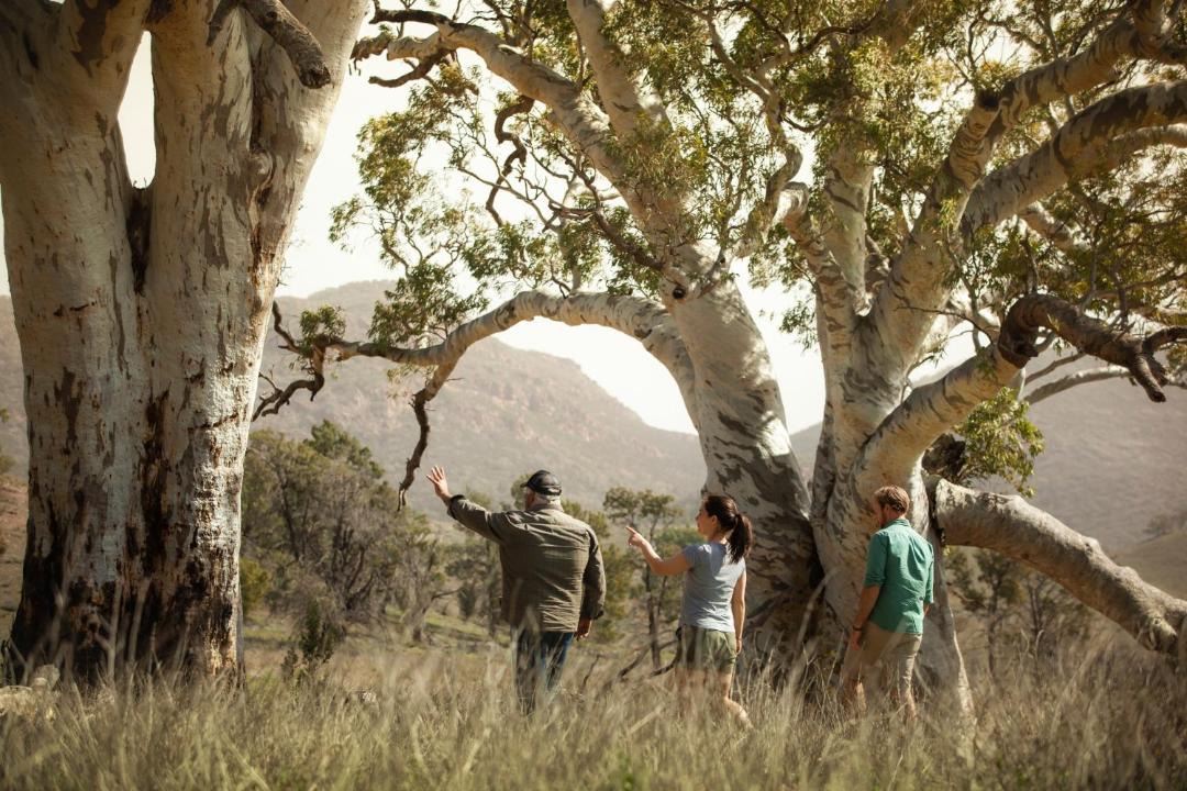 Photo of Others in Wilpena