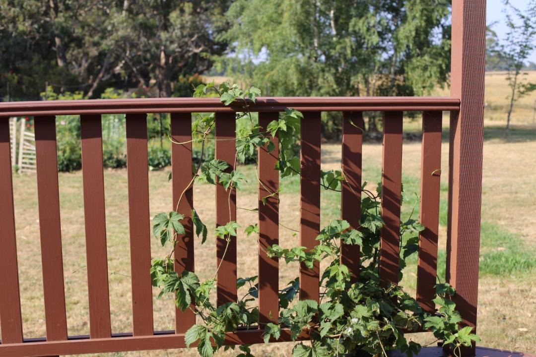 Photo of Others in Trentham East