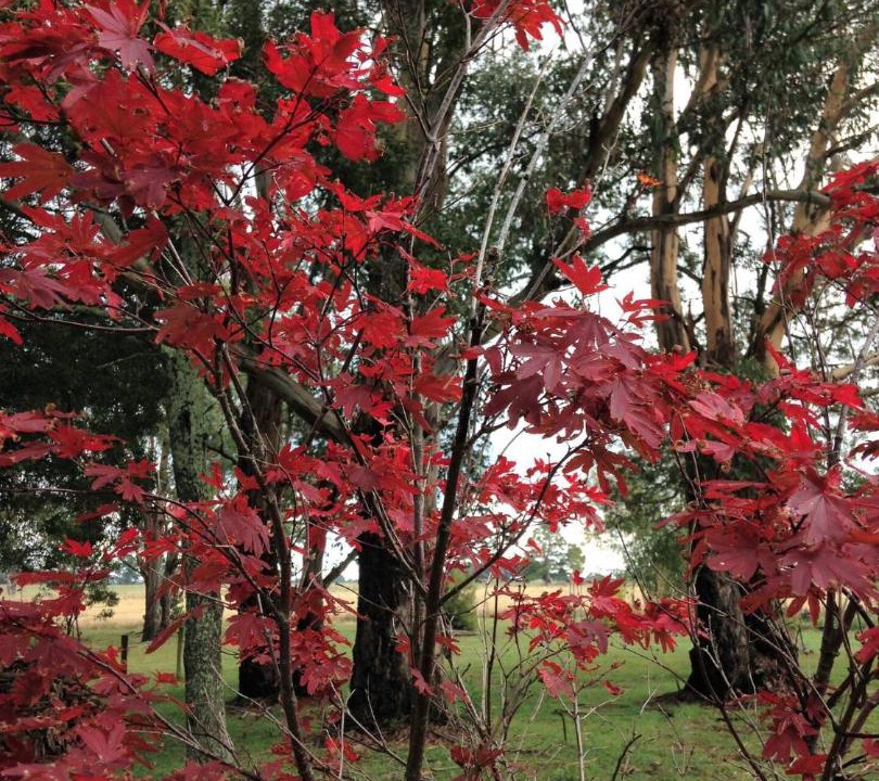 Photo of Others in Trentham East