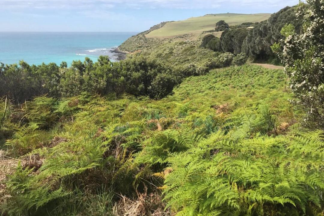 Photo of Others in Cape Bridgewater