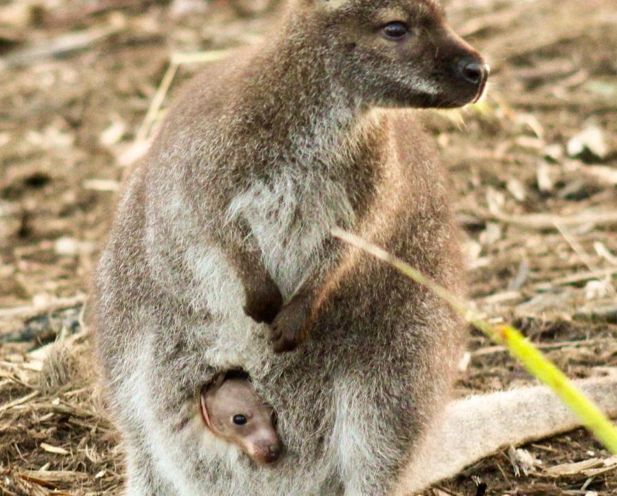 Photo of Others in North Bruny
