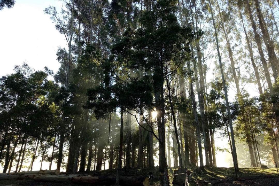 Photo of Others in Geeveston