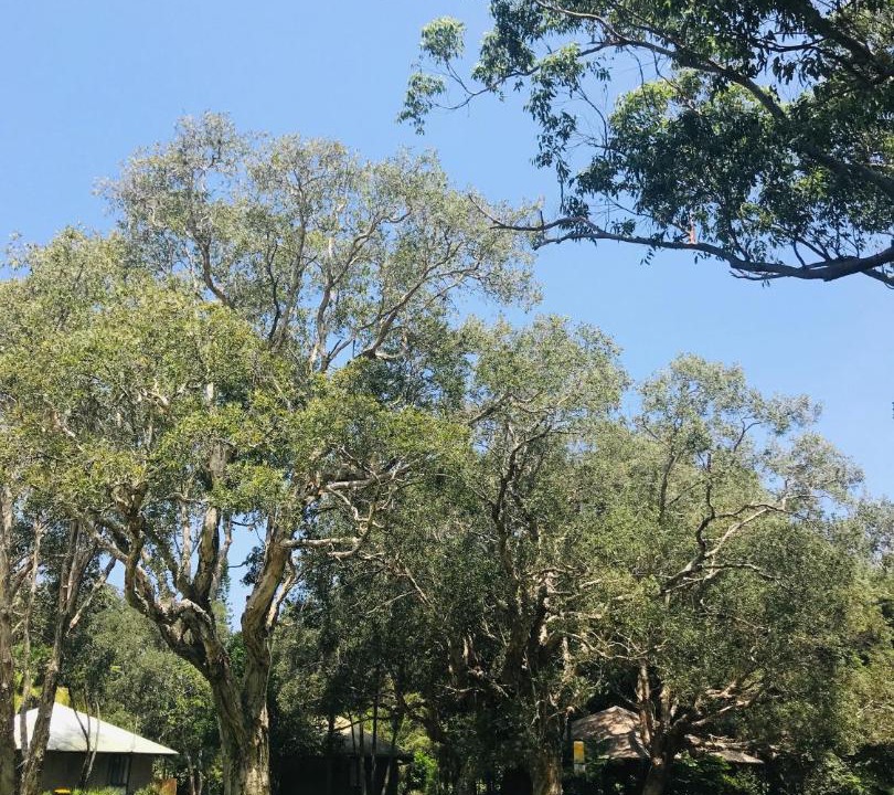 Photo of Others in Port Macquarie