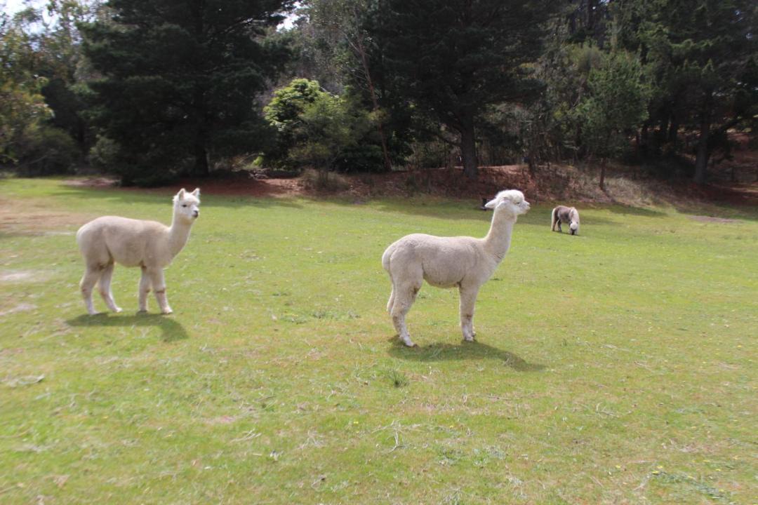 Photo of Others in Bellbrae