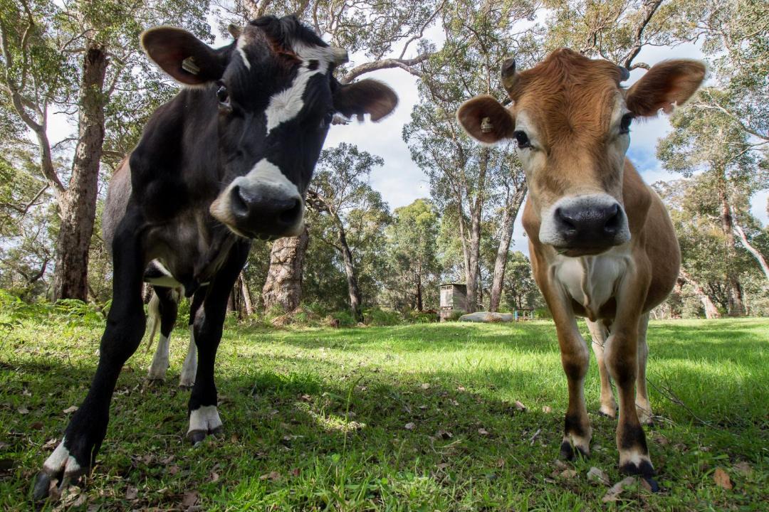 Photo of Others in Hazelvale