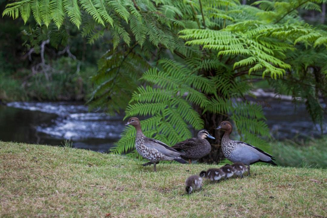 Photo of Others in Warburton