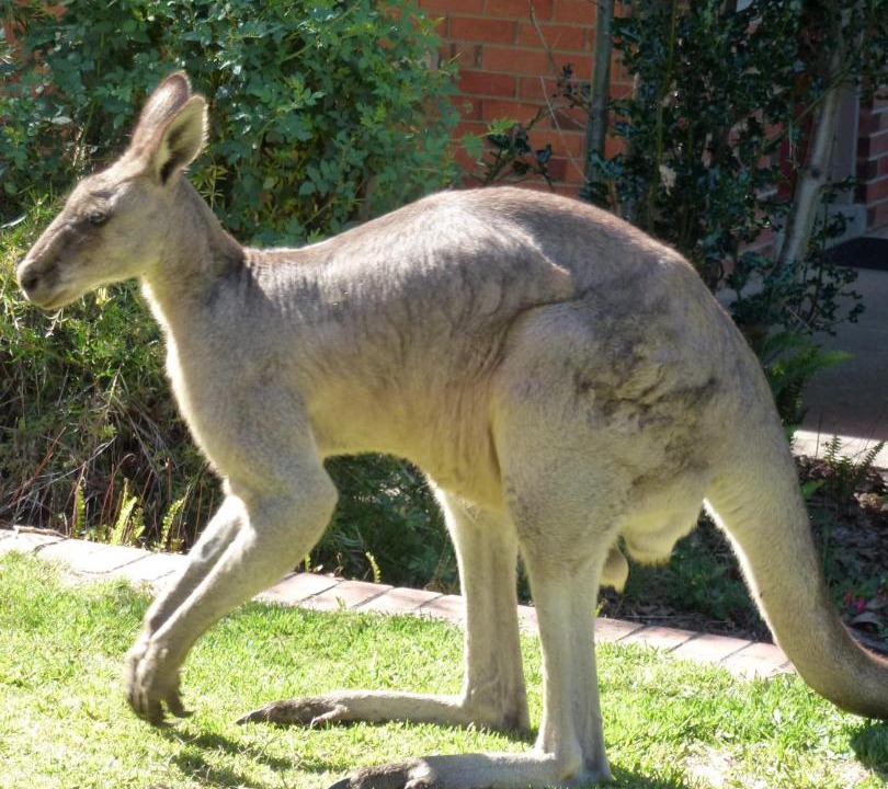 Photo of Others in Halls Gap