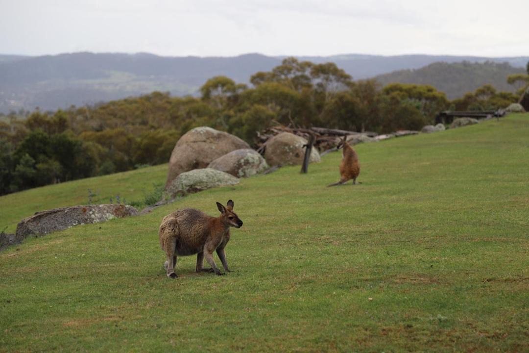 Photo of Others in Crackenback