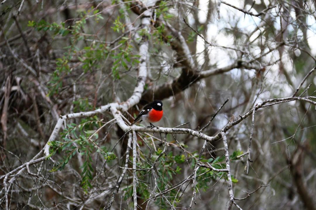 Photo of Others in Yeagarup