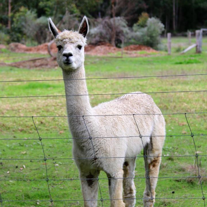 Photo of Others in Yeagarup