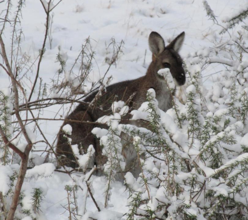 Photo of Others in Thredbo