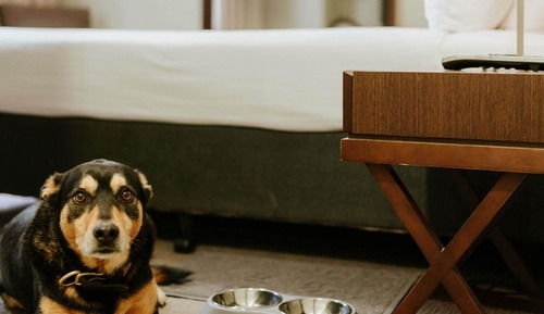 Pet Friendly Hotel room