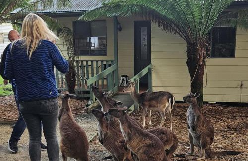 Lavers Hill House | Fauna Australia Wildlife Experience